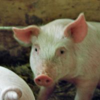 Ferkel Rosa auf dem Bauernhof in Tirol