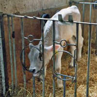 unsere Käthe im Stall auf dem Bauernhof